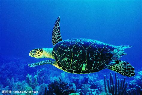 海洋生物有哪些